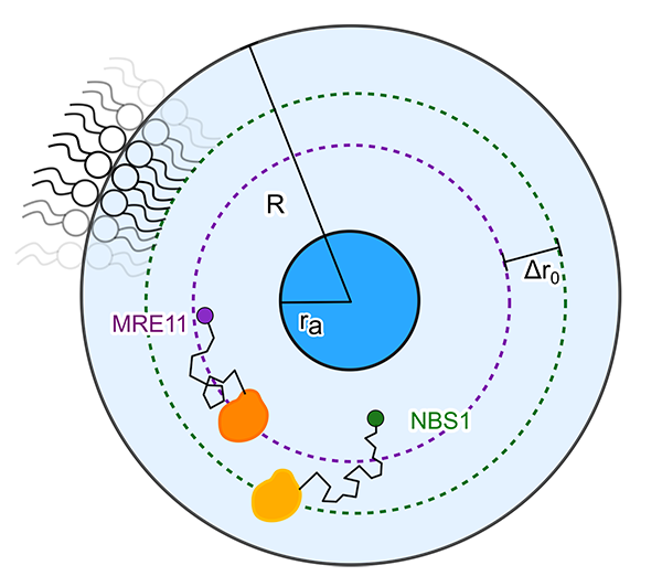 The spherical cell model
