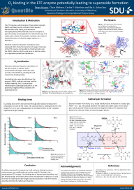 The metabolic ETF enzyme may be a source of reactive oxygen species (ROS) as a byproduct. Binding of oxygen molecules near FADH2 cofactor modeled by atomistic simulations. Topical Meeting on Molecular Dynamics IV, Copenhagen, 2020. Peter Husen, Claus Nielsen, Carlos F. Martino and Ilia A. Solov'yov.