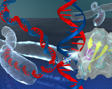 DNA modelling