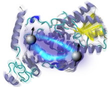 Spin relaxation in proteins
