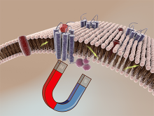 Spin relaxation in membranes