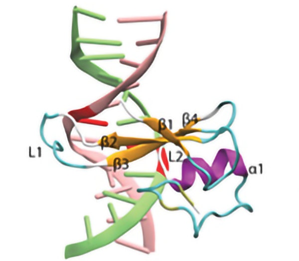 DNA modelling