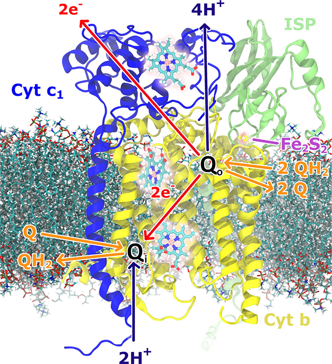 Membrane-embedded-system