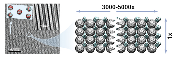 Fullerene (C60) nanowire polymer could be more attractive than carbon nanotubes in many cases especially for bio-applications