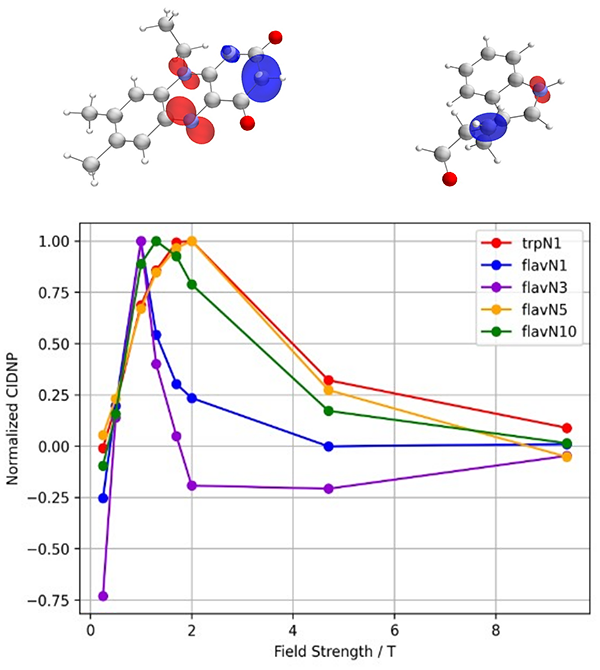 Fibronectin on top of graphene sheets with the five closest arginine residues highlighted