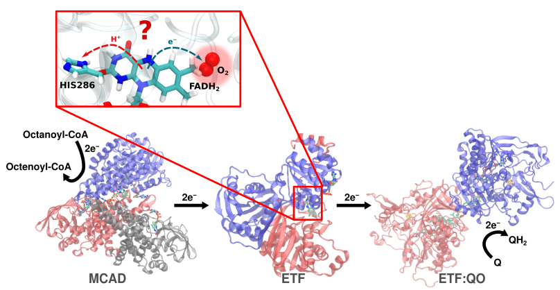 ;The ETF enzyme is part of the fatty acid metabolic pathway in mitochondria