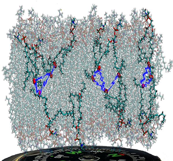 Fibronectin on top of graphene sheets with the five closest arginine residues highlighted