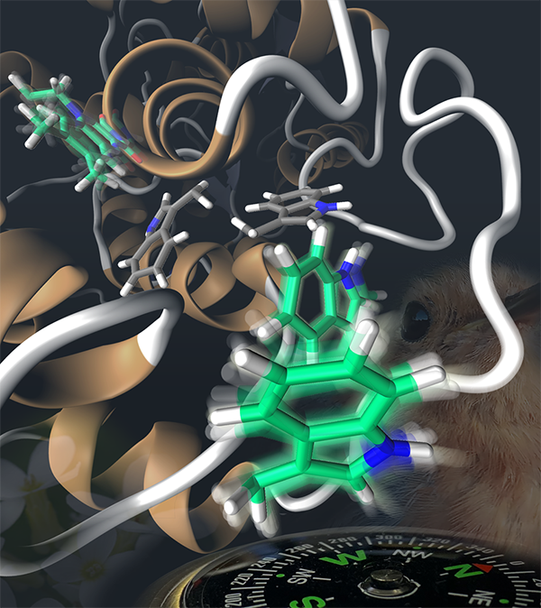 cryptochrome protein used for magnetic sensing in European robin