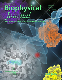 Atomistic Insights into Cryptochrome Interprotein Interactions. Sarafina M. Kimø, Ida Friis, Ilia A. Solov’yov, Biophysical Journal 115, 616-628, 2018