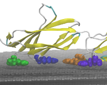 Arginine binds fibronectin to a graphene sheet