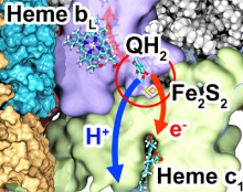 Proton-coupled electron transfer in bioenergetic systems