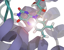 Cryptochrome photochemistry