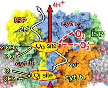 Superoxide production in the bc1 complex