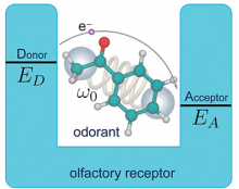 Vibrationally assisted olfaction