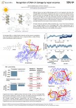 Recognition of DNA-UV damage by repair enzymes